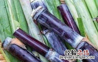 甘蔗的功效与作用 甘蔗的功效与作用及营养价值