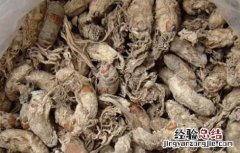 金蝉花怎么吃及注意事项 金蝉花 怎么吃