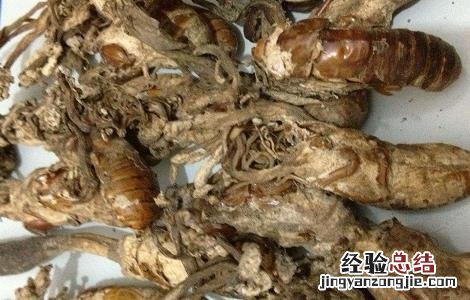 金蝉花怎么吃及注意事项 金蝉花 怎么吃
