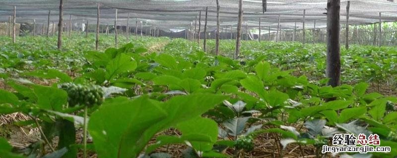 西洋参适合在哪里种植 西洋参适合什么地方种植