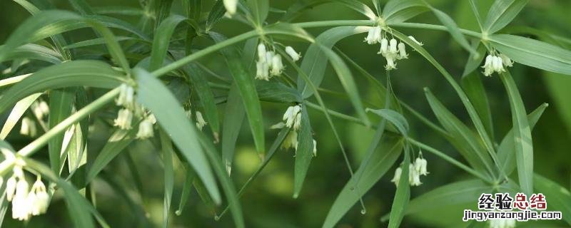 黄精的种植技术和栽培地区 黄精的栽培技术和产量