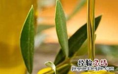 橄榄油有什么用 橄榄油怎么食用最佳