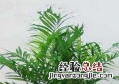 袖珍椰子怎么养才能养好 袖珍椰子怎么养
