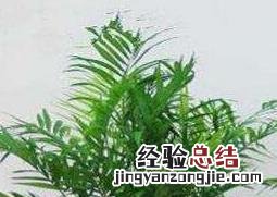 袖珍椰子怎么养才能养好 袖珍椰子怎么养