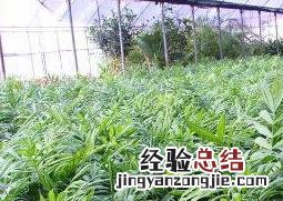 袖珍椰子怎么养才能养好 袖珍椰子怎么养