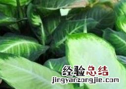 粉黛怎么养 粉黛怎么养成荧火状态