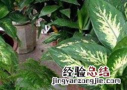 粉黛怎么养 粉黛怎么养成荧火状态