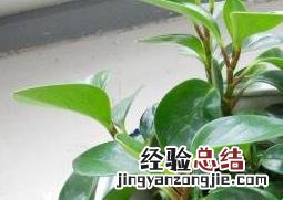 青叶碧玉怎么养护和浇水 青叶碧玉怎么养