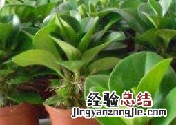 青叶碧玉怎么养护和浇水 青叶碧玉怎么养