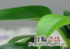 金钻如何养 金钻如何养护