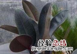 橡皮树如何养 橡皮树如何养殖