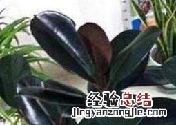 橡皮树如何养 橡皮树如何养殖