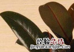黑金刚怎么扦插 黑金刚怎么扦插浇水
