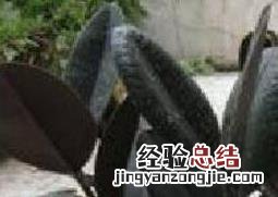 黑金刚怎么扦插 黑金刚怎么扦插浇水