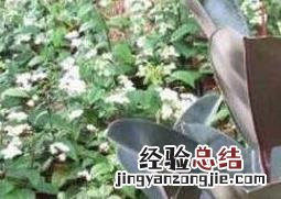 金刚树怎么剪枝 黑金刚怎么摘心分枝
