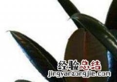 金刚树怎么剪枝 黑金刚怎么摘心分枝