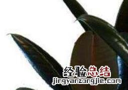 金刚树怎么剪枝 黑金刚怎么摘心分枝