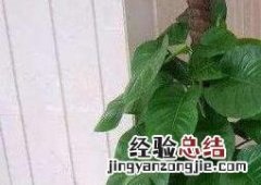大叶绿萝的养殖方法和注意事项,你知道多少呢! 大叶绿萝的养殖方法和注意事项