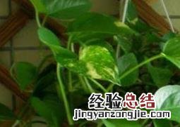 大叶绿萝的养殖方法和注意事项,你知道多少呢! 大叶绿萝的养殖方法和注意事项