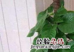 大叶绿萝的养殖方法和注意事项,你知道多少呢! 大叶绿萝的养殖方法和注意事项