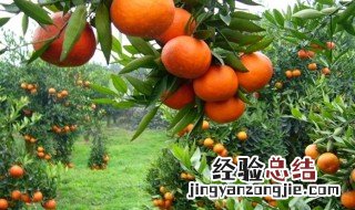 桔子树开花时打什么药,可以让橘子籽变少 桔子树开花时打什么药