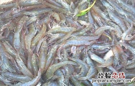 虾米不能和什么一起吃 虾不能和什么一起吃