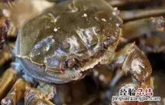 螃蟹和什么不能一起吃 禁忌 螃蟹和什么不能一起吃