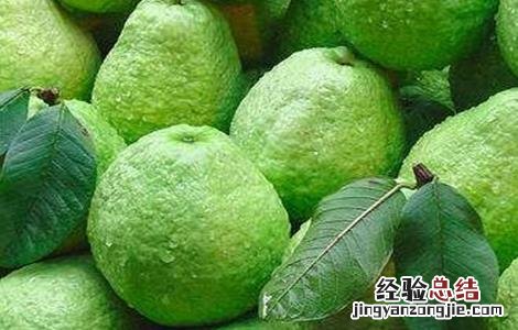 番石榴不能和什么同食