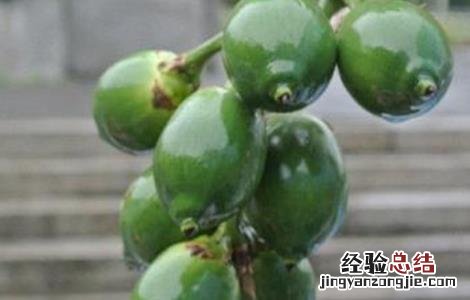 槟榔的危害和好处图片 槟榔的危害和好处