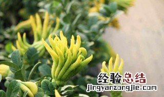 佛手与半夏的功效与作用 佛手和半夏的功效