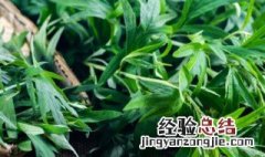 炒艾菜怎么炒 炒艾菜的做法