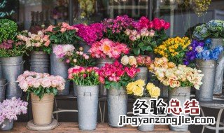 大厅养什么花好 大厅里养什么花树最好