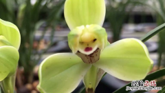 兰草花一年开几次 兰花一年开几次?
