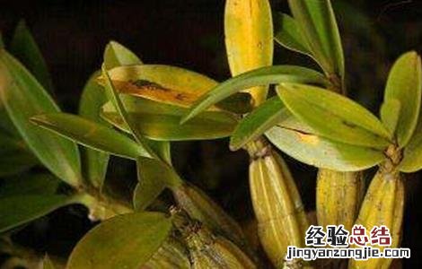 石斛和什么一起吃好 石斛不能和什么一起吃