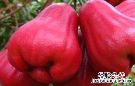 食用莲雾的禁忌 莲雾吃法和禁忌