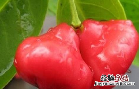 食用莲雾的禁忌 莲雾吃法和禁忌
