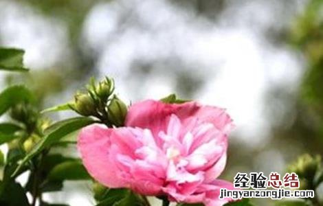 木槿花吃法和注意事项 木槿花怎么吃及禁忌