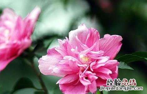 木槿花吃法和注意事项 木槿花怎么吃及禁忌