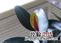 黑金刚怎么养护 黑金刚怎么养