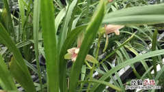 兰花叶子有白点怎么治 兰花叶子有白点怎么办