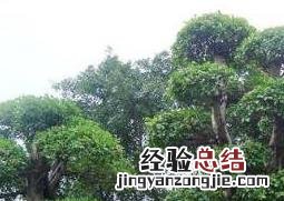 榕树如何养根 榕树如何养