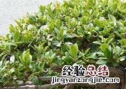 榕树如何养根 榕树如何养