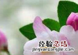 海棠花如何养 海棠花如何养殖方法