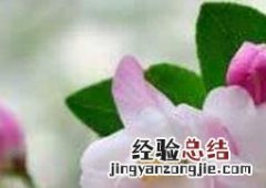 海棠花如何养 海棠花如何养殖方法