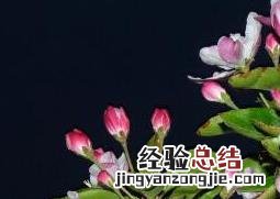海棠花如何养 海棠花如何养殖方法