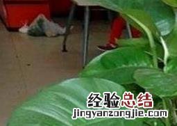大叶绿萝如何修剪 大叶绿萝如何修剪叶子
