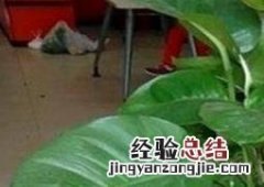 大叶绿萝如何修剪 大叶绿萝如何修剪叶子