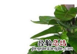 大叶绿萝如何修剪 大叶绿萝如何修剪叶子