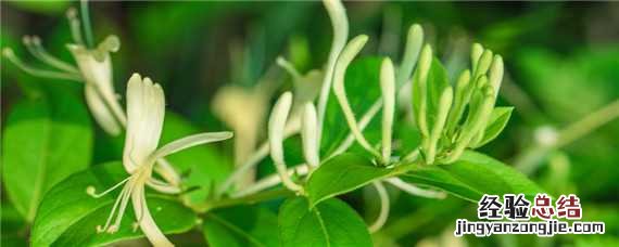金银花怎么种植方法 金银花怎么种植方法每天浇水吗