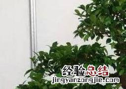 秋季榕树盆景怎么养 榕树盆景怎么养